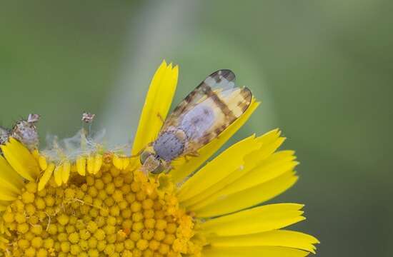 Image of Sphenella marginata (Fallen 1814)