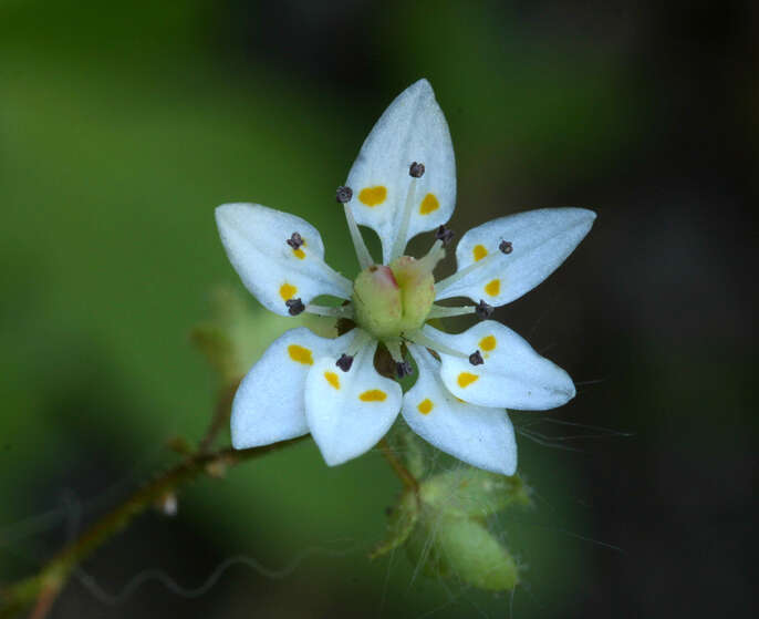 Imagem de Micranthes bryophora (A. Gray) Brouillet & Gornall