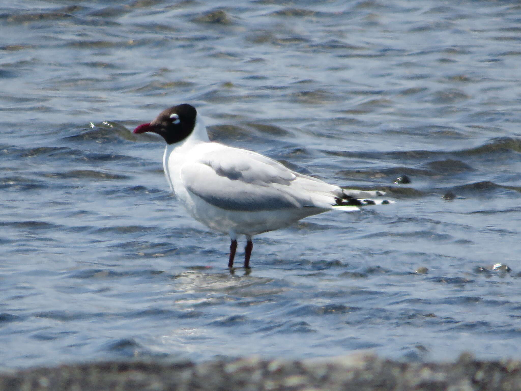 Image of Relict Gull