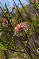 Image of Serruria balanocephala J. P. Rourke