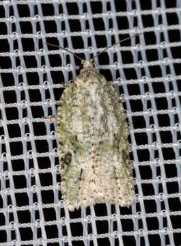 Image of Acleris literana Linnaeus 1758