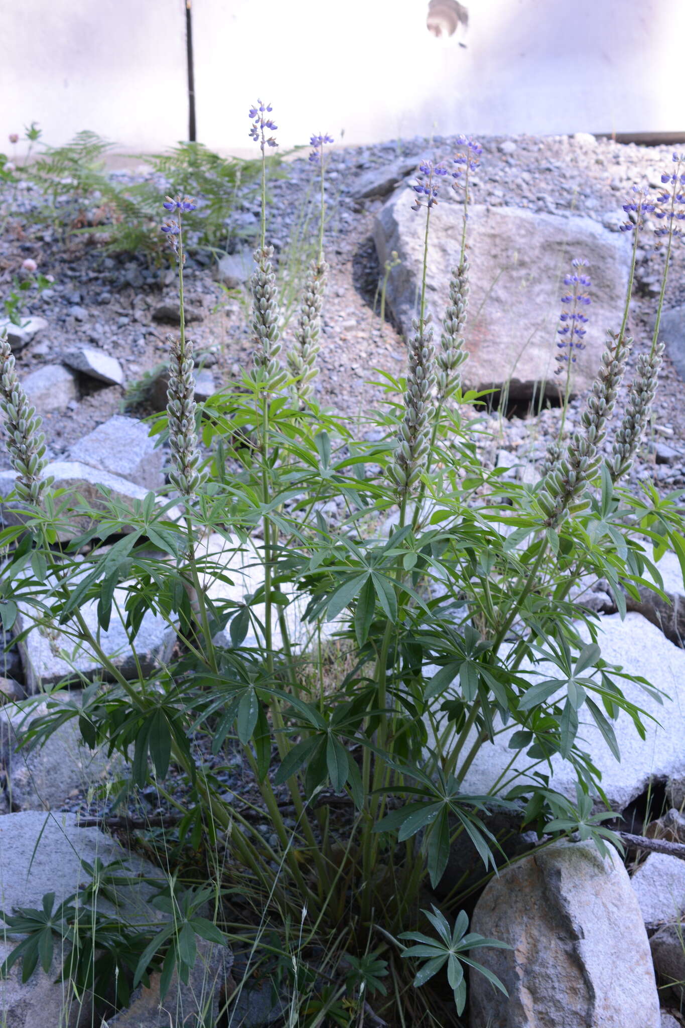 Plancia ëd Lupinus polyphyllus subsp. polyphyllus