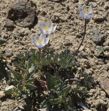 Anemone drummondii S. Wats. resmi