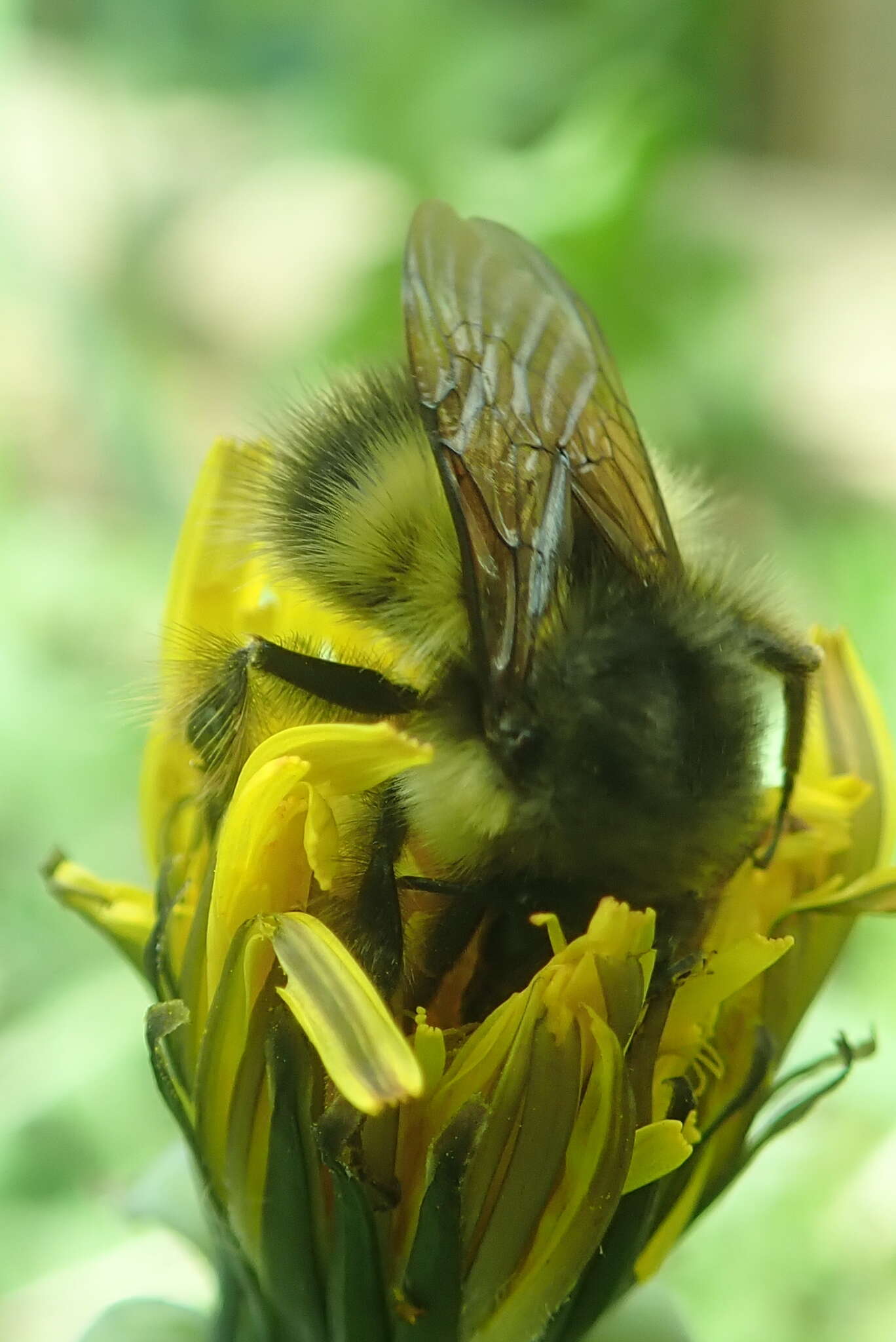 Image of Sitka bumble bee