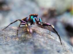 Image of Chrysilla volupe (Karsch 1879)