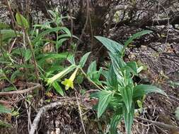 Слика од Lithospermum notatum (I. M. Johnst.) J. I. Cohen