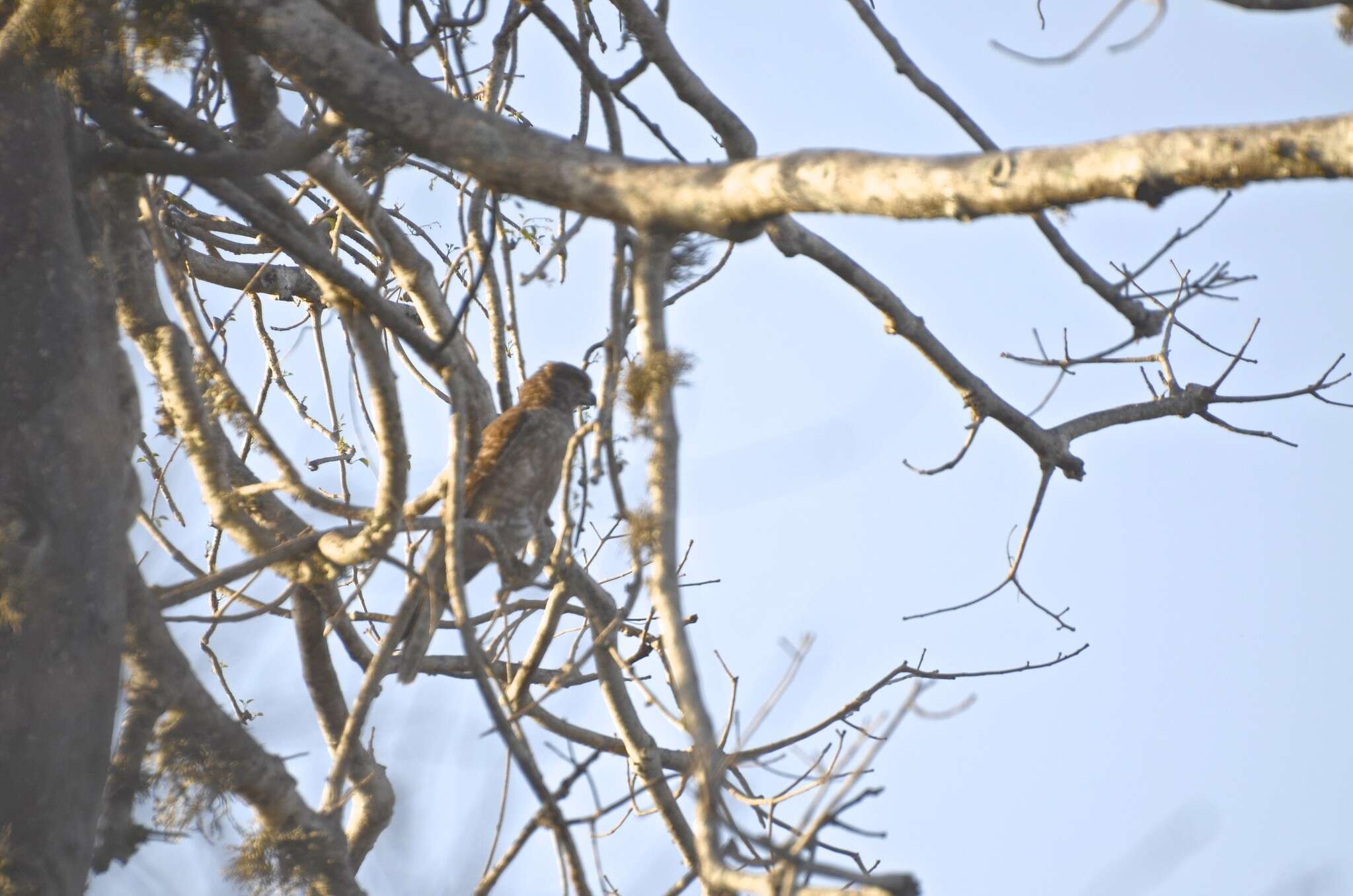 Image of Banded Kestrel