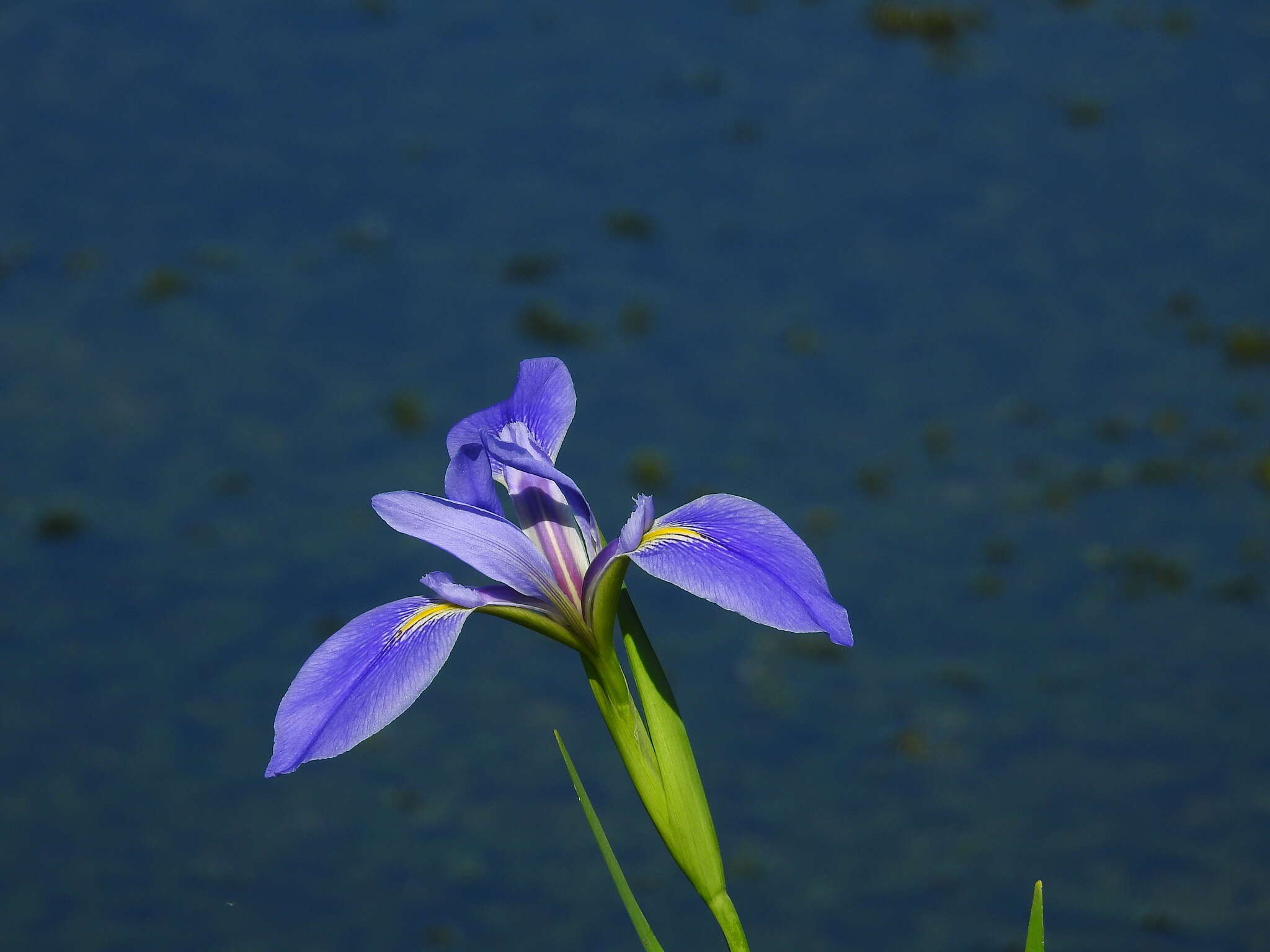 Image of Prairie Iris