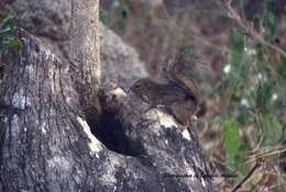 Image of Thomas's rope squirrel