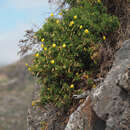 Image of <i>Ononis angustissima</i> subsp. <i>longifolia</i>