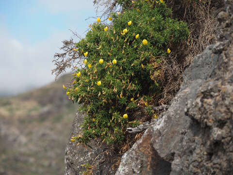 Ononis natrix subsp. angustissima (Lam.) Sirj.的圖片