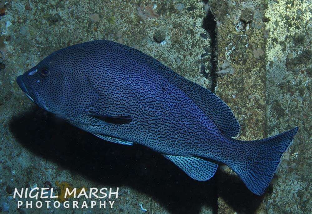 Image de Loche Bleue