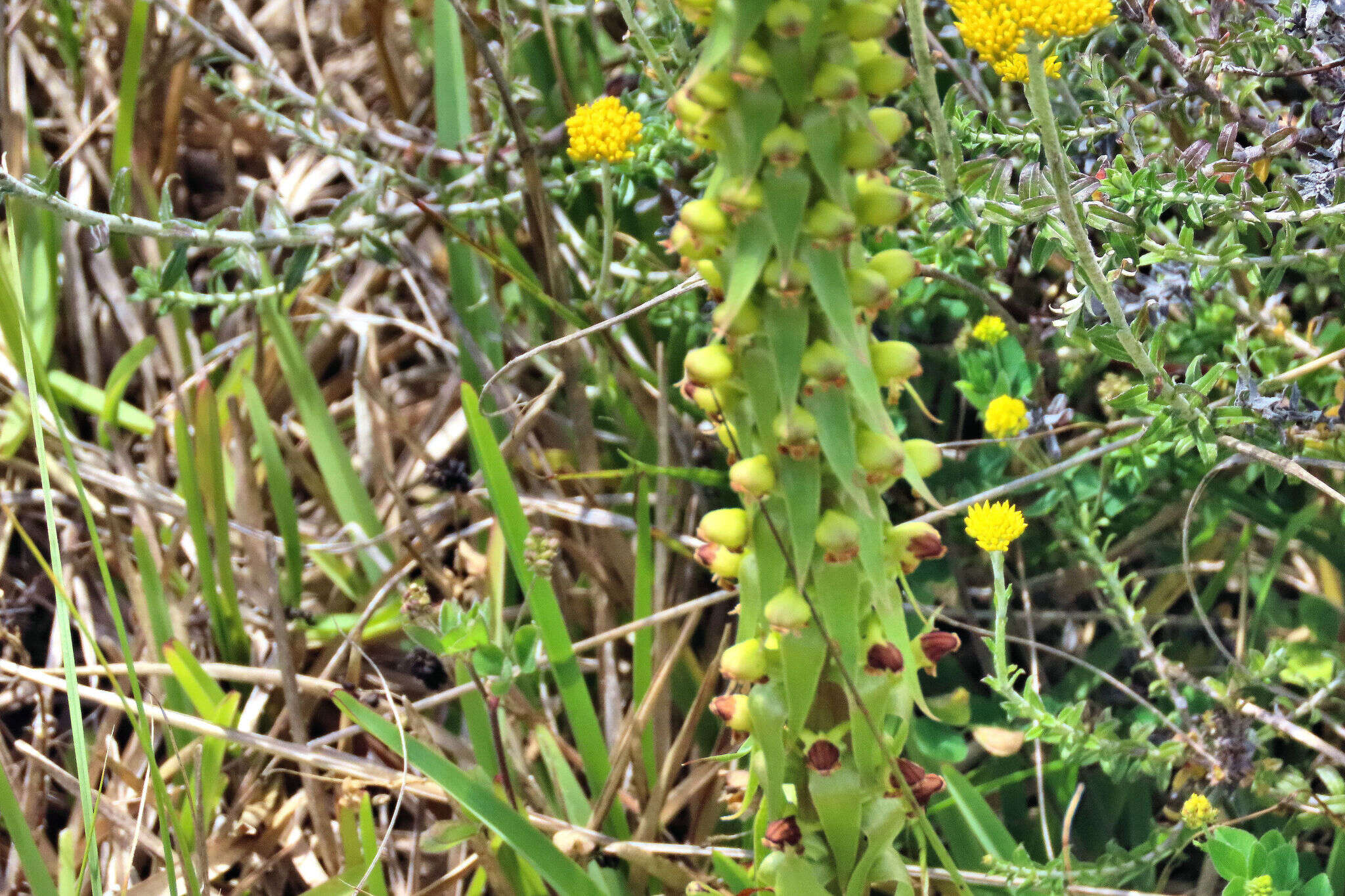 Image of Satyrium parviflorum Sw.