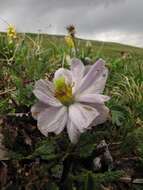 Image of Trollius lilacinus Bunge