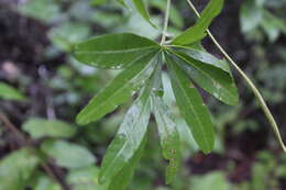 Imagem de Ipomoea heterodoxa Standl. & Steyerm.