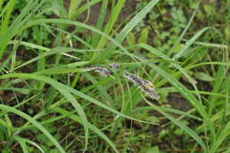 Carex acuta L. resmi