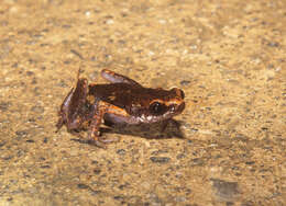 Image of Deli Little Pygmy Frog