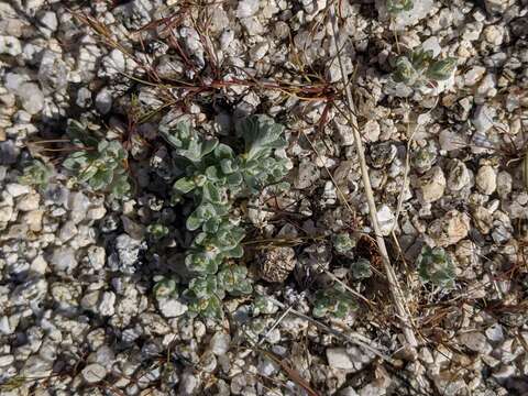 Image of dwarf cottonrose