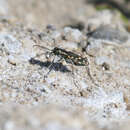 Слика од Cicindela (Cicindelidia) hemorrhagica hemorrhagica Le Conte 1851