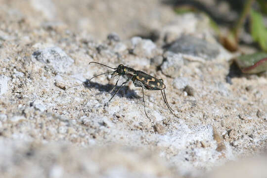 Image of Cicindela (Cicindelidia) hemorrhagica Le Conte 1851