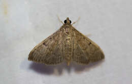 Image of Dusky Herpetogramma