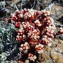 Image of Crassula setulosa var. deminuta (Diels) Tölken