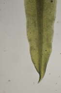 Image of timmiella moss