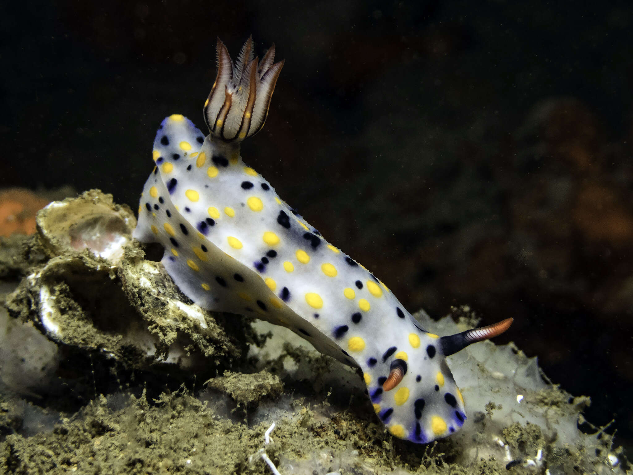 Image of Hypselodoris confetti Gosliner & R. F. Johnson 2018