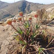 Image of Aloe chortolirioides var. woolliana (Pole-Evans) Glen & D. S. Hardy