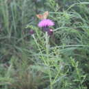 Sivun Cirsium maackii Maxim. kuva