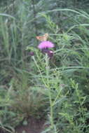 Слика од Cirsium maackii Maxim.