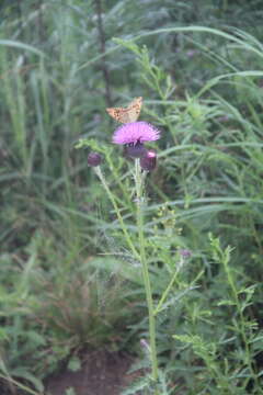 Plancia ëd Cirsium maackii Maxim.