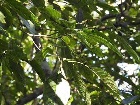 Image of Coussarea chiapensis Borhidi