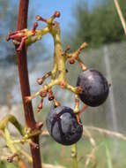 Image of wine grape