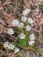 Imagem de Poranthera ericifolia Rudge