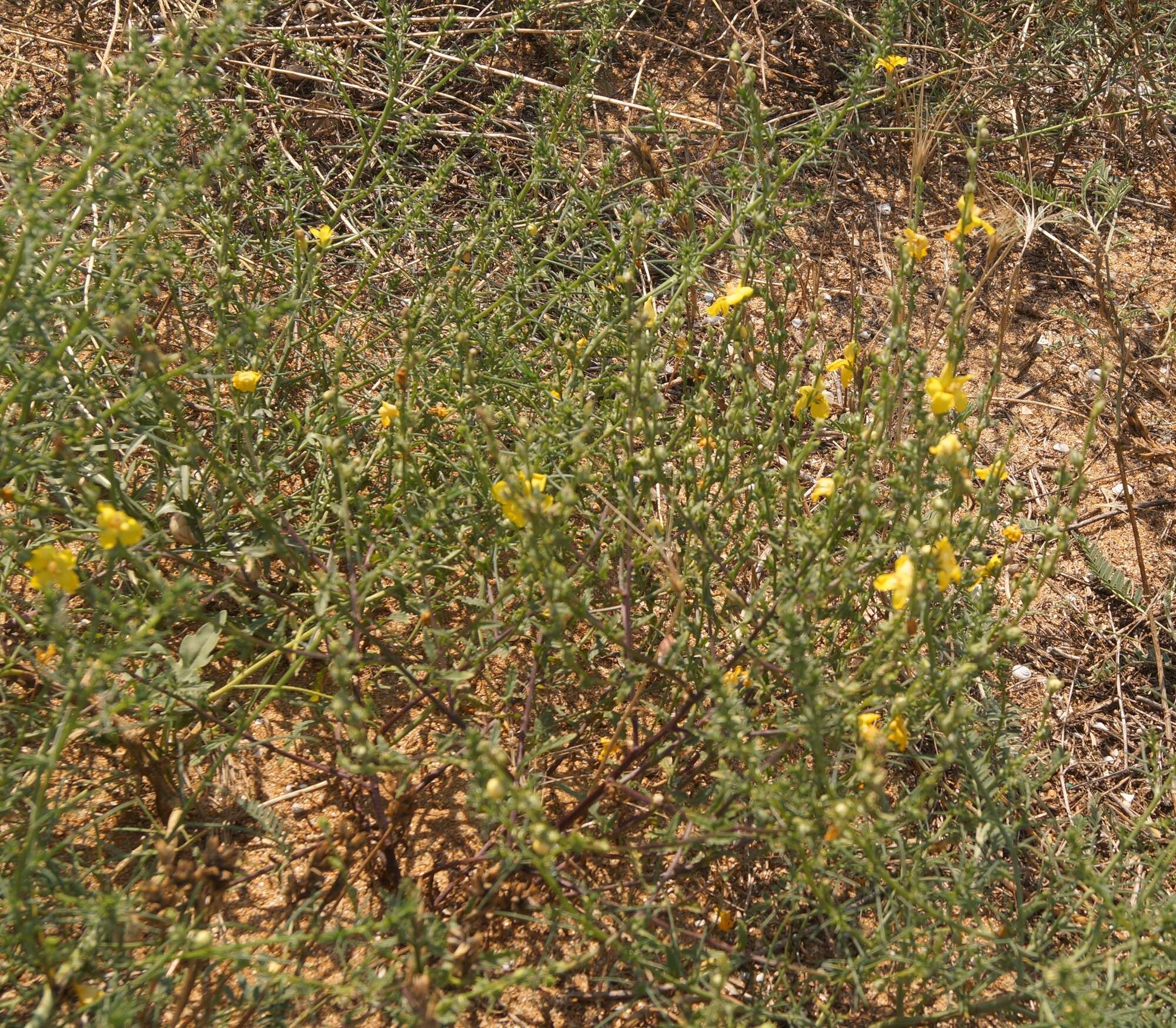 Image of Verbascum pinnatifidum Vahl