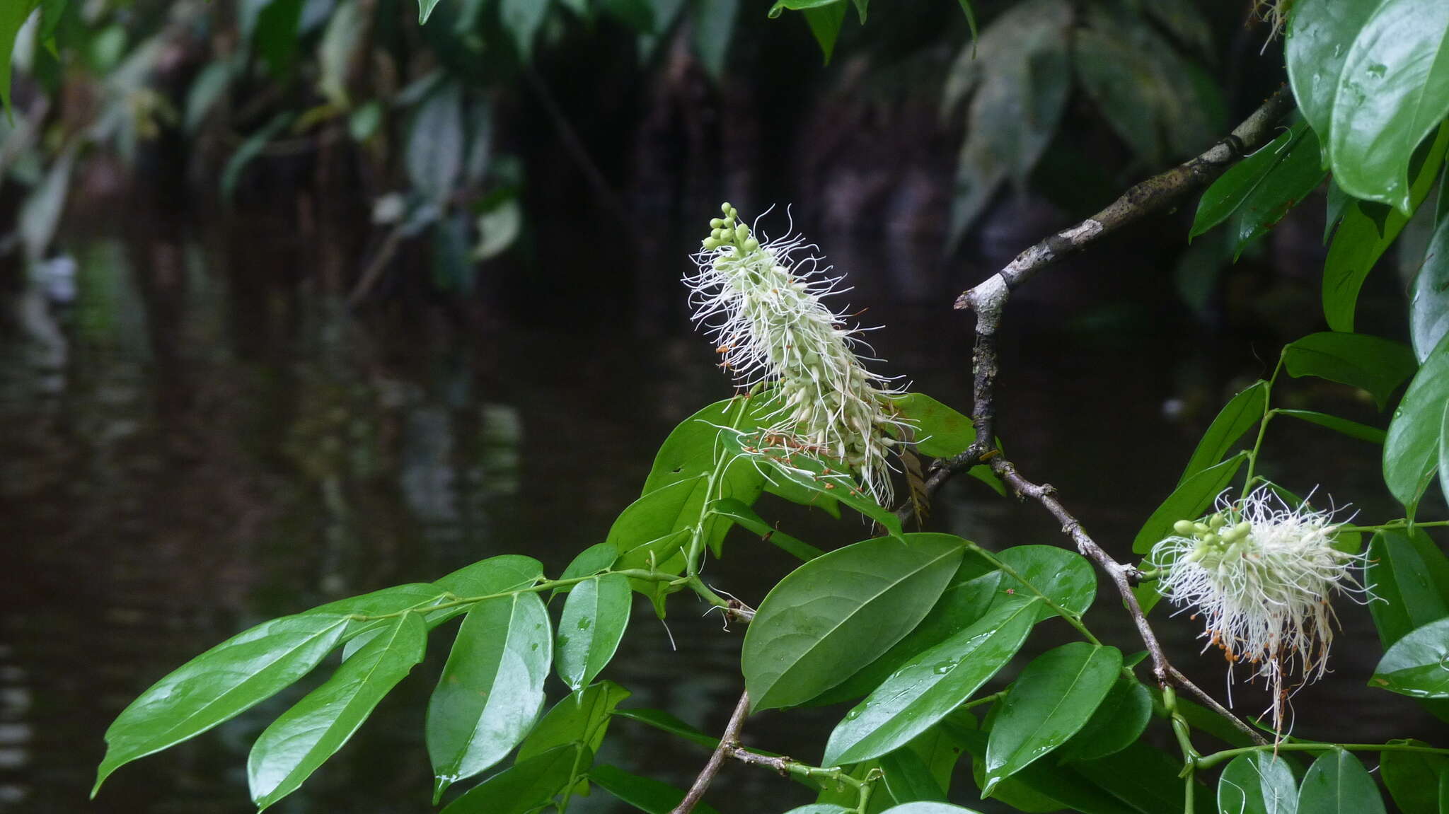 Image of Crudia glaberrima (Steud.) J. F. Macbr.