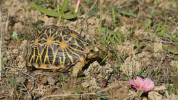 Слика од Psammobates geometricus (Linnaeus 1758)