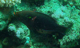 Image of Dusky parrotfish