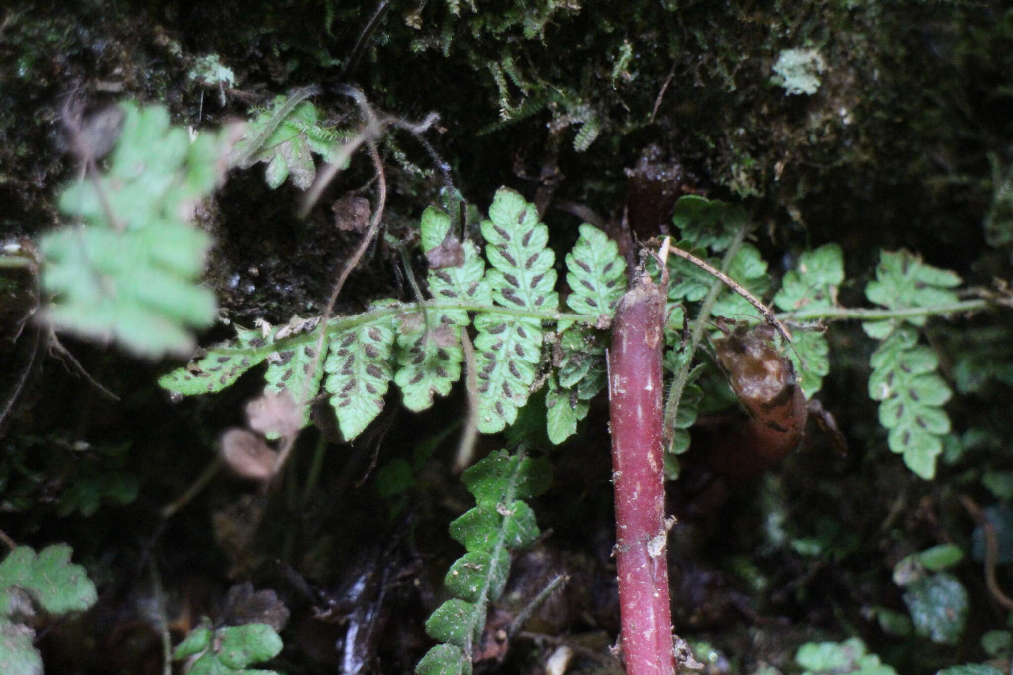 Image of Stegnogramma tottoides (H. Itô) Iwatsuki