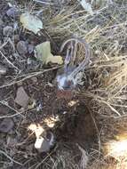 Image of Giant Kangaroo Rat