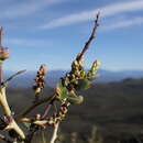 Ceanothus pendletonensis D. O. Burge, Rebman & M. R. Mulligan resmi