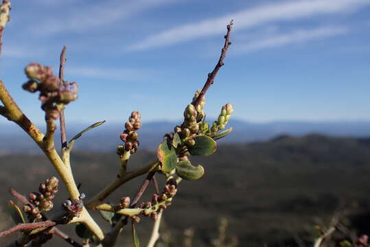 Plancia ëd Ceanothus pendletonensis D. O. Burge, Rebman & M. R. Mulligan