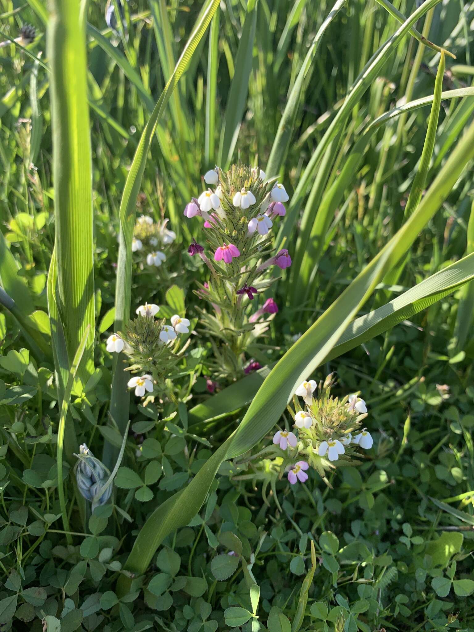 Image of yellowbeak owl's-clover