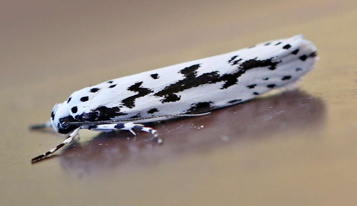 Image de Ethmia candidella Alphéraky 1908