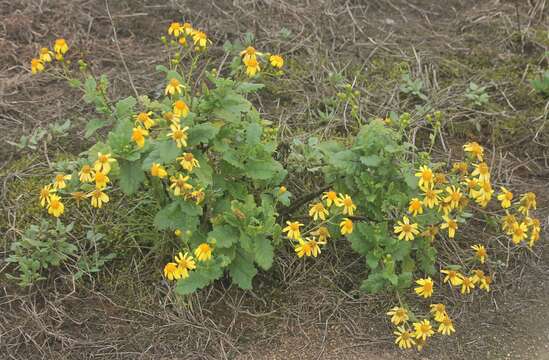 Слика од Lomanthus abadianus (DC.) B. Nord. & Pelser