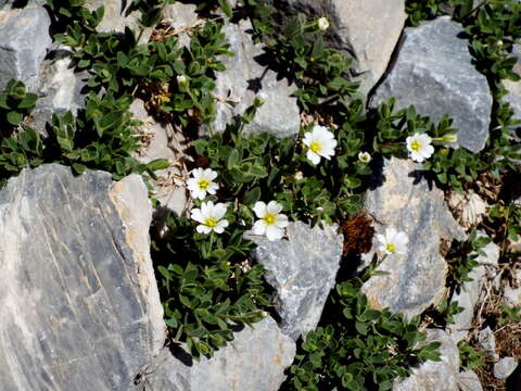 صورة Cerastium latifolium L.