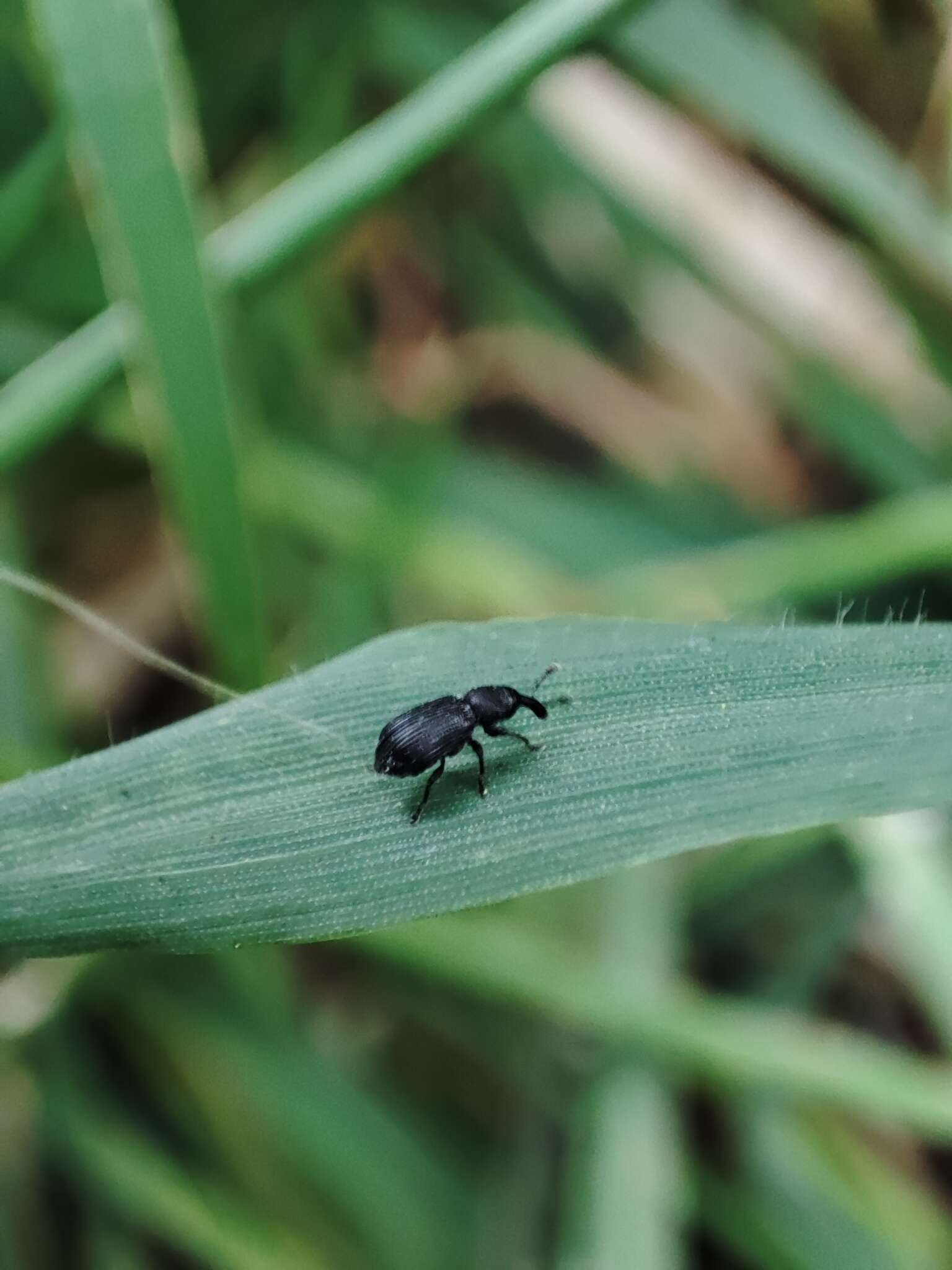 Image of Magdalis ruficornis Porta 1932