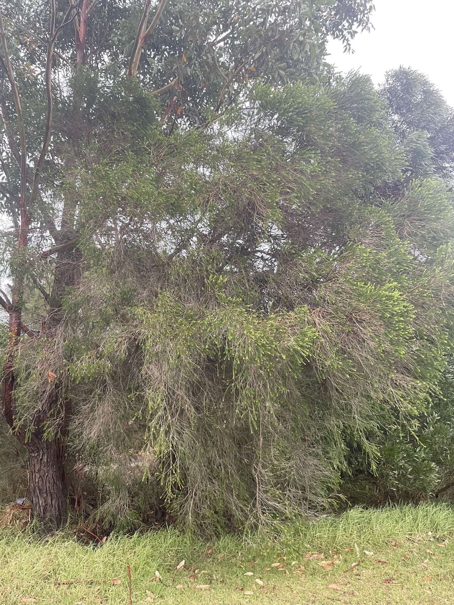 Image de Melaleuca armillaris (Gaertner) Smith