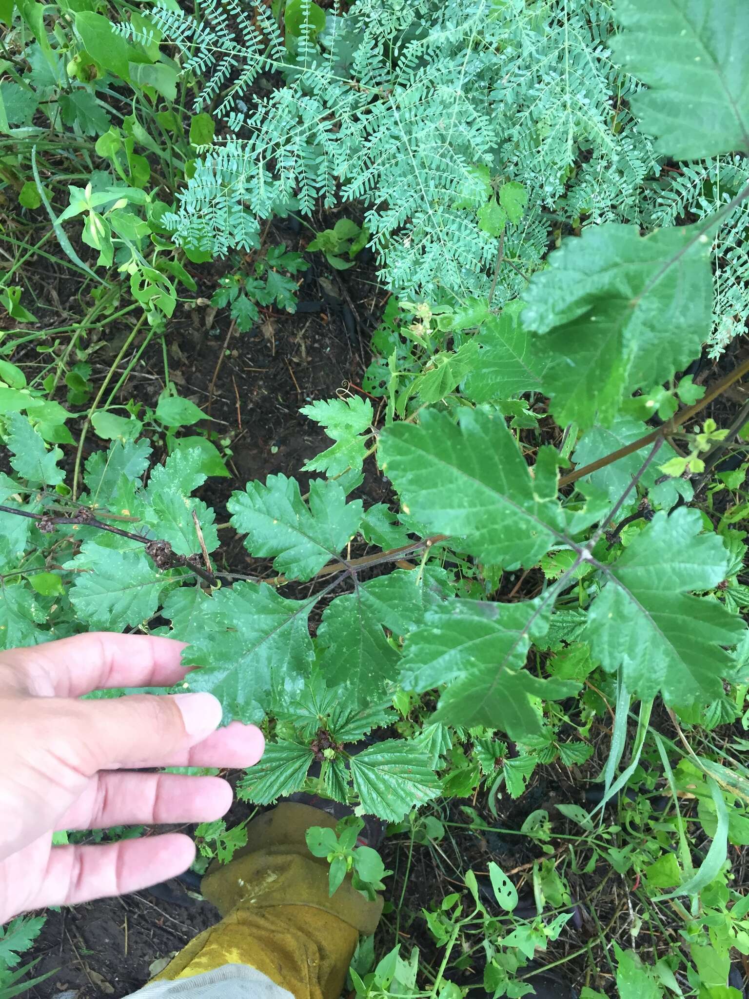 Urvillea chacoensis A. T. Hunziker的圖片